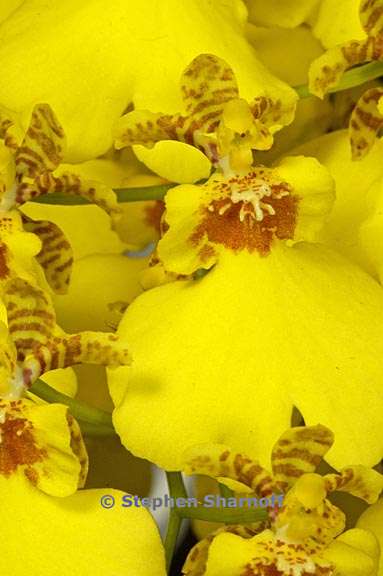 oncidium hybrid 2 graphic